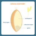 Grain anatomy scheme. Wreath grain, endosperm, bran layer, aleurone layer, germ